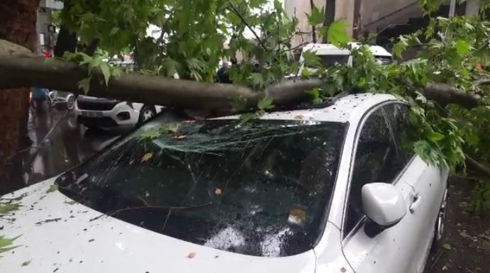 3 Aracın Üzerine Ağaç Devrildi