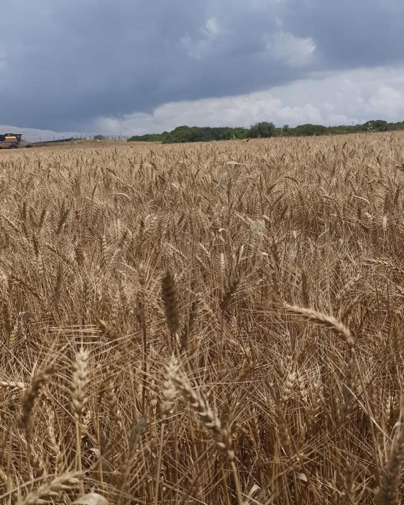 Didim’de hububat ekili araziler denetlendi
