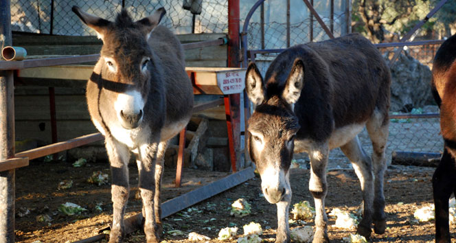 Eşekten düştü, hastanelik oldu