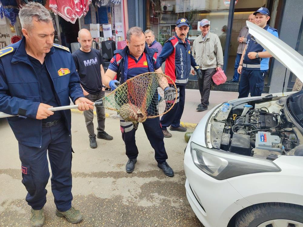 Keşan'da itfaiyenin kurtardığı kedi, hayvansever tarafından sahiplenildi