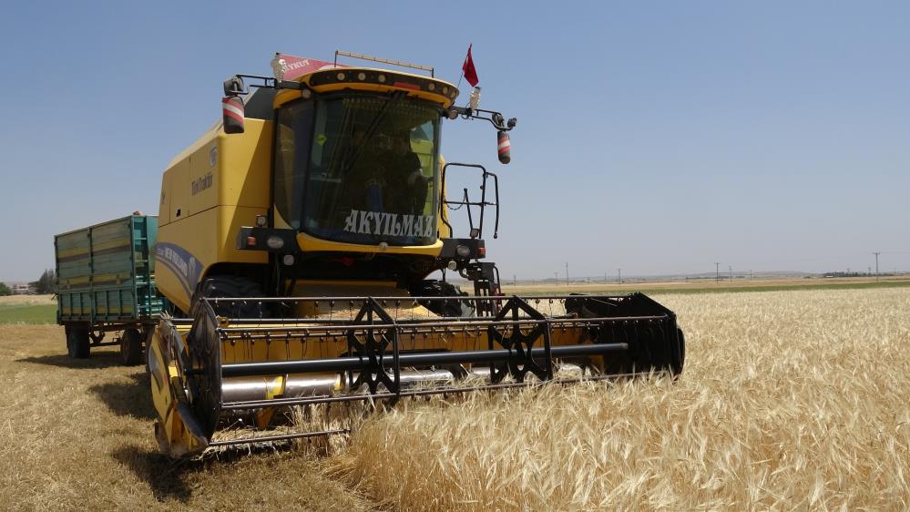 Suriye sınırında hububat sevinci