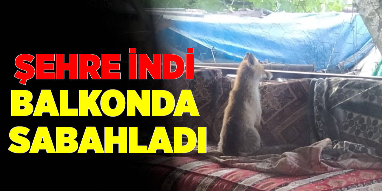 Şehre İnen Tilki Balkonda Sabahladı