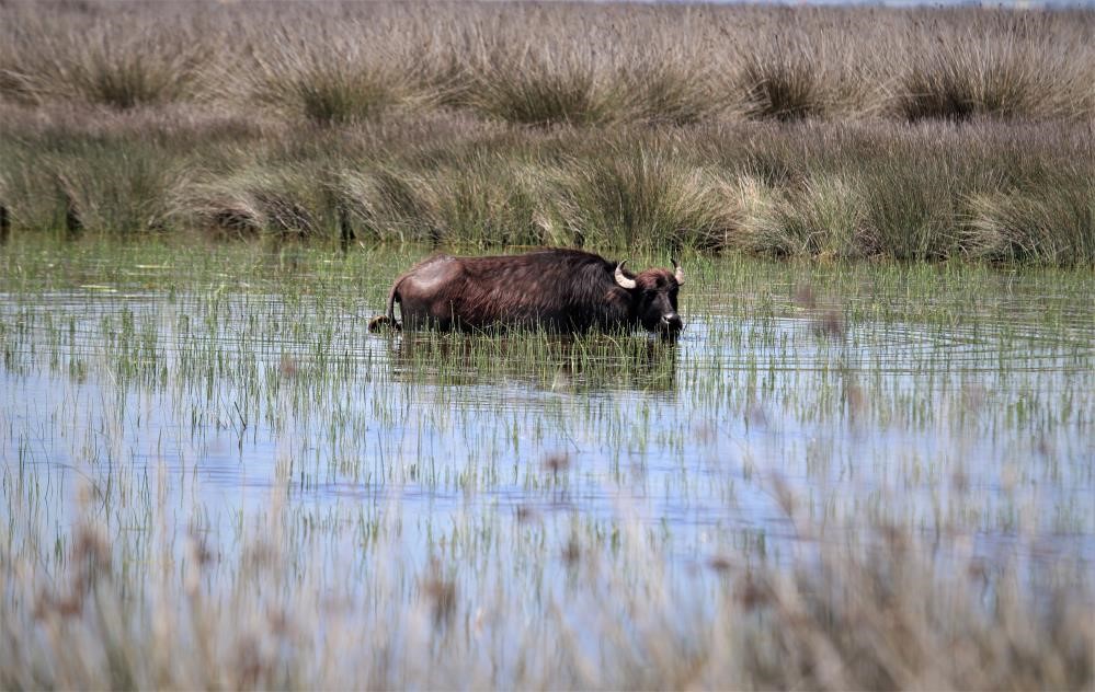 Samsun manda popülasyonunda Türkiye'de ilk sırada