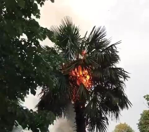 Millet bahçesinde Palmiye Yandı, İtfaiye Harekete Geçti