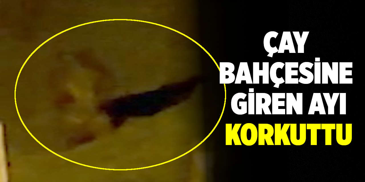 Çay Bahçesine Giren Ayı Korkuttu