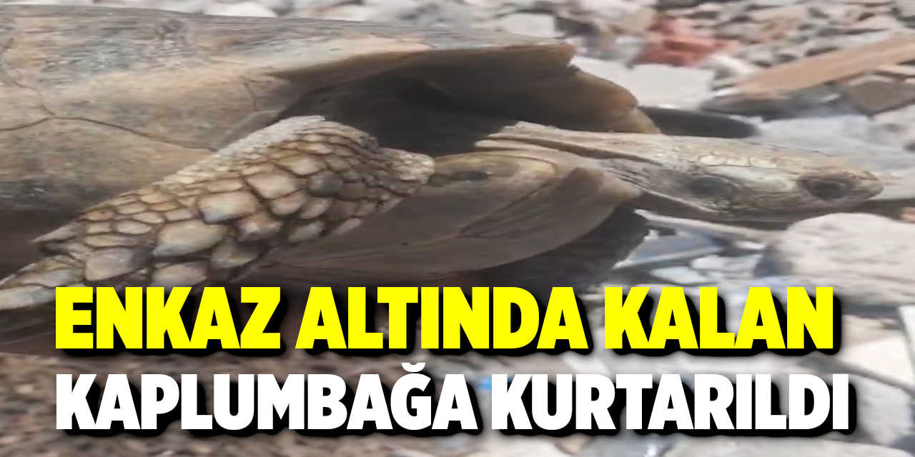 Enkaz altında kalan kaplumbağa kurtarıldı