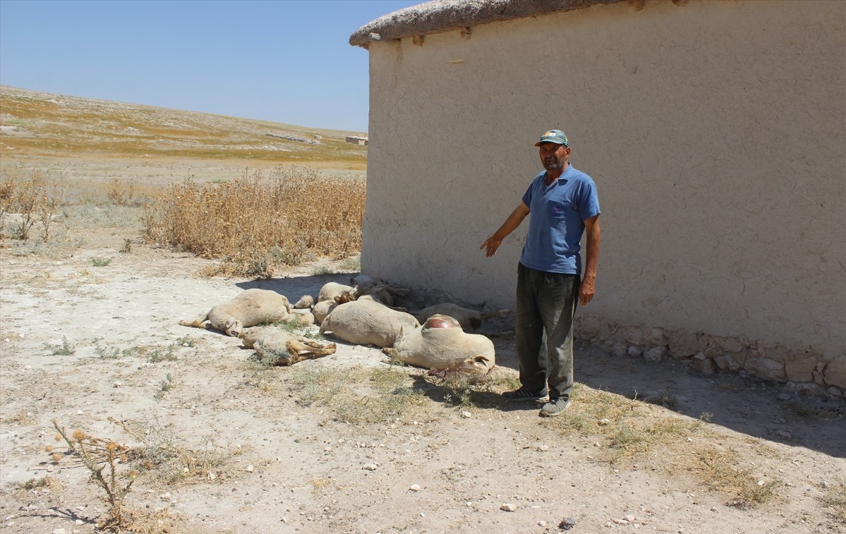 Konya'da Kurt Saldırdı 43 Kuzu Telef Oldu