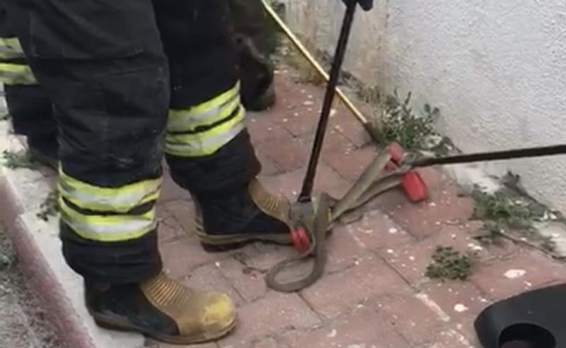 Konya’da otomobilden 1,5 metrelik yılan çıktı