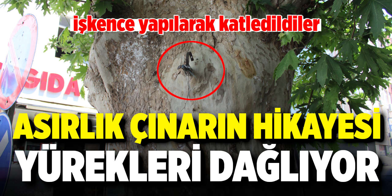 Asırlık Çınarın Hikayesi Yürekleri Dağlıyor
