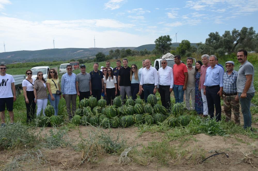 Didim’de erkenci karpuz hasadı yapıldı