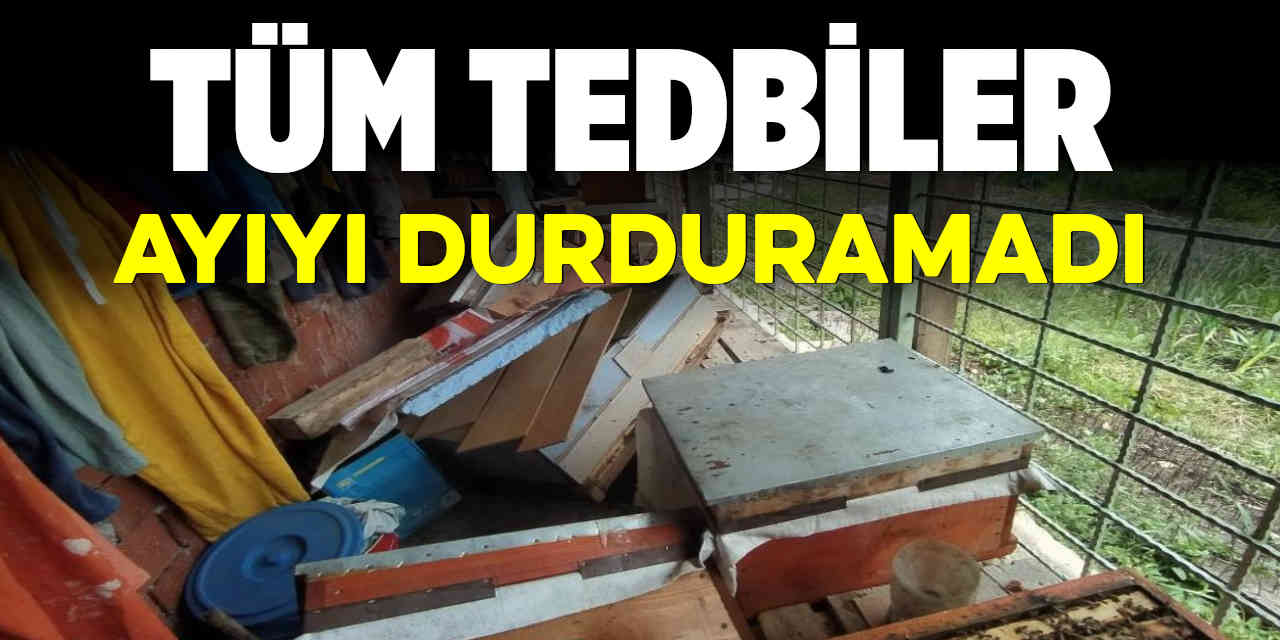 Tüm tedbirler ayıyı durdurmadı