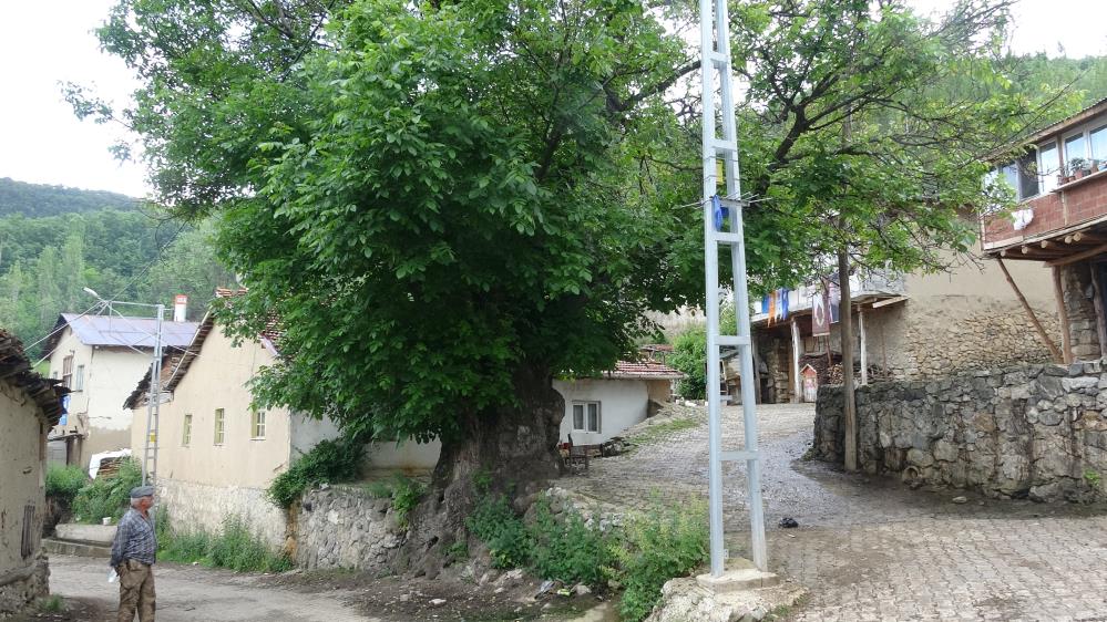 450 Yaşında Köyün Maskotu Haline Geldi