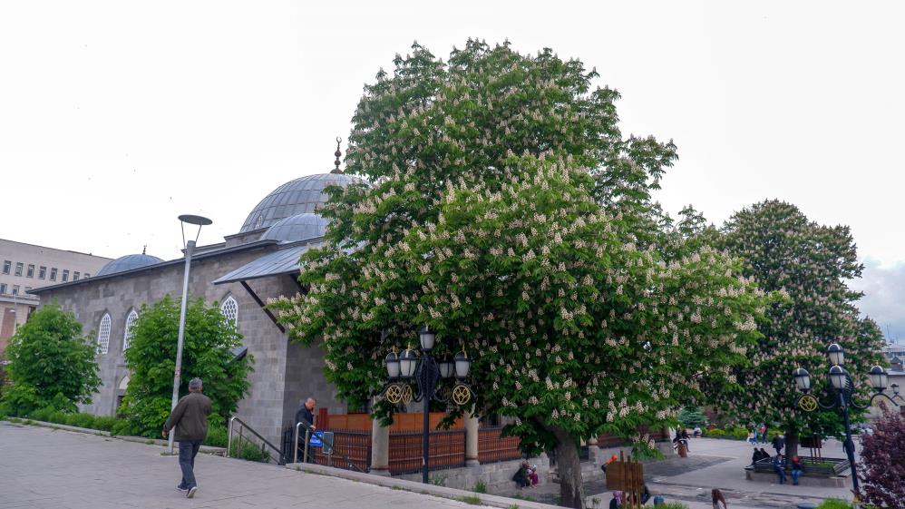 Asırlık kestane ağaçları çiçek açtı