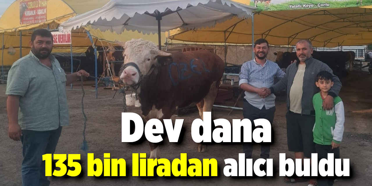 Dev dana 135 bin liradan alıcı buldu