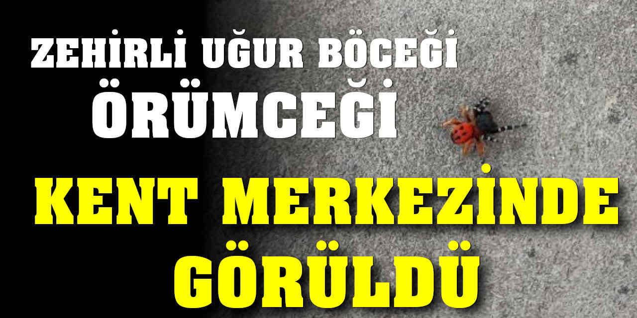 Zehirli Uğur Böceği Örümceği Kent Merkezinde