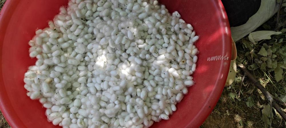 Batman’da ekonomik kazancı yüksek olan kozada hasat başladı