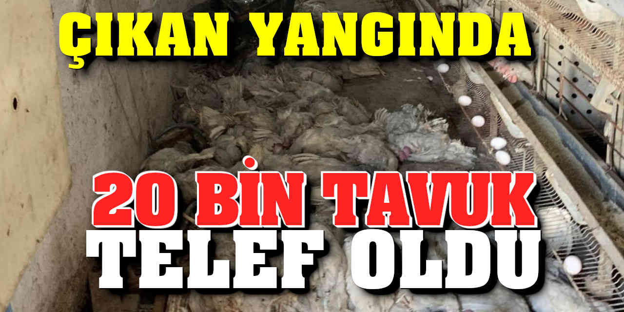 Çiftlikte Çıkan Yangında 20 Bin Tavuk Telef Oldu
