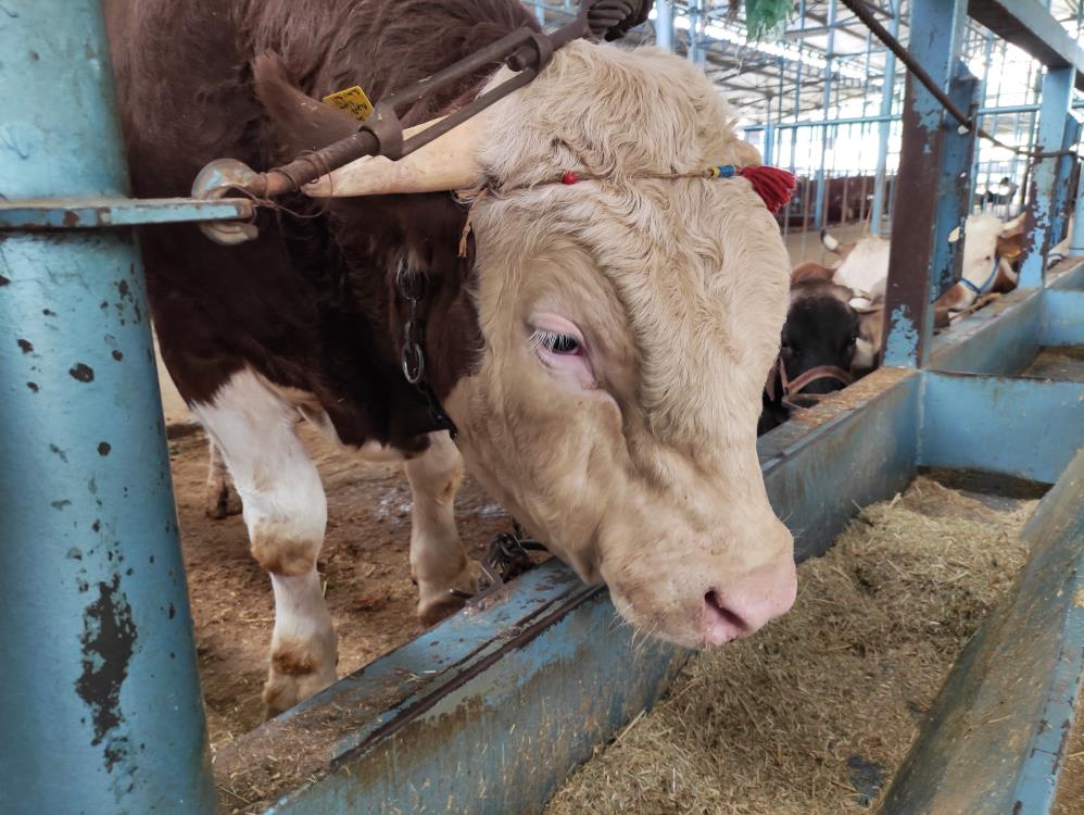 Denizli'de Vatandaş Son Günü Bekliyor