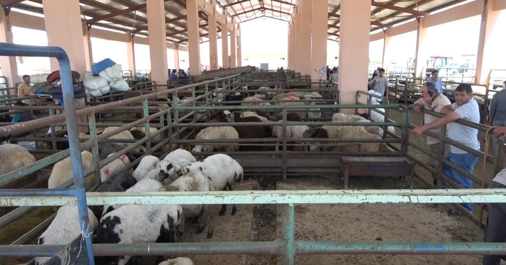 Hayvan pazarında sıkı pazarlıklar yapılıyor