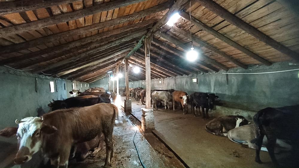 Ağrı’da 97 büyükbaş hayvan ihtiyaç sahiplerine ulaştı