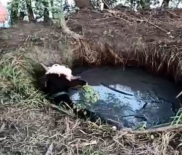 1 gün boyunca kuyuda mahsur kalan ineği kurtardılar