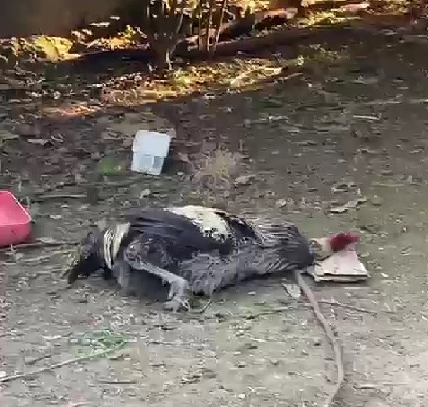 Nefesi Tükenen Horoz Öterken Bayıldı