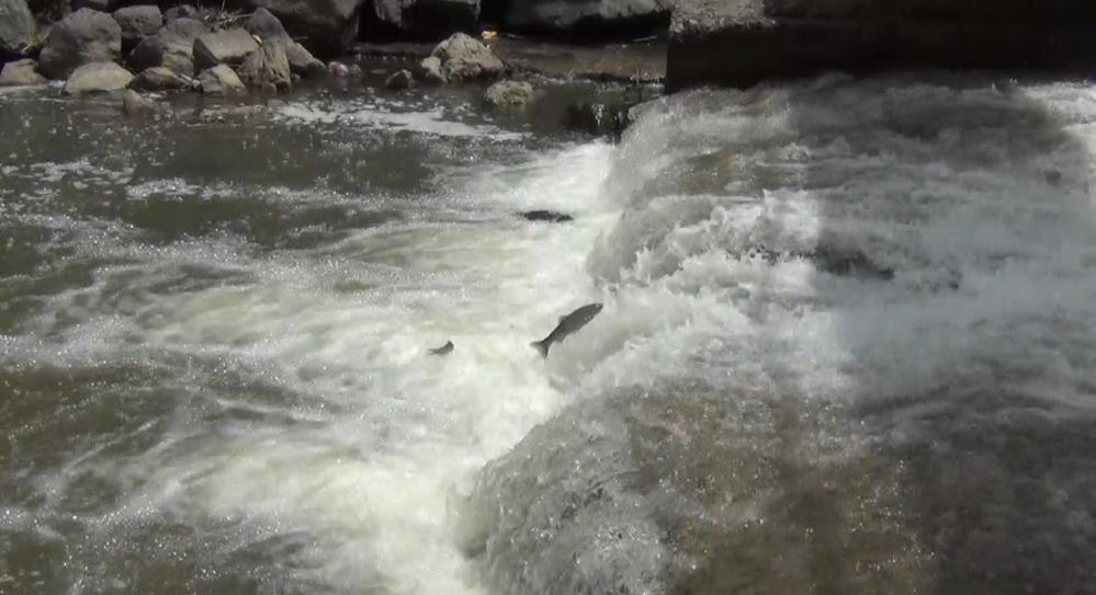 Kars’ta balıkların ölüm göçü sürüyor