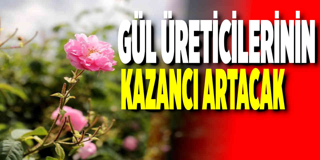Gül üreticilerinin kazançları artacak