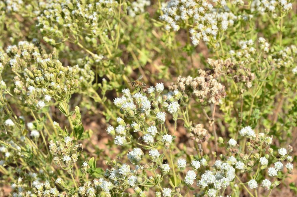 Denizli Kekiğinde hasat zamanı