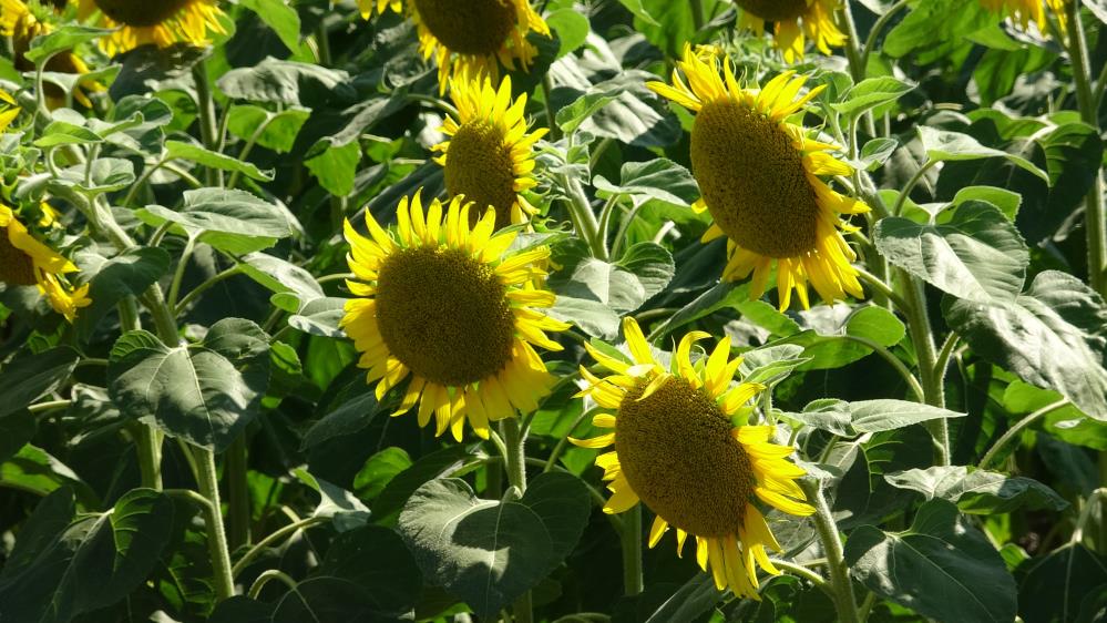 Yol kenarındaki ayçiçeği tarlası uğrak nokta oldu