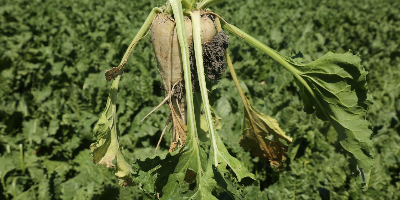 Konya Şeker’den Üreticilere 182 Milyon Avans Ödemesi