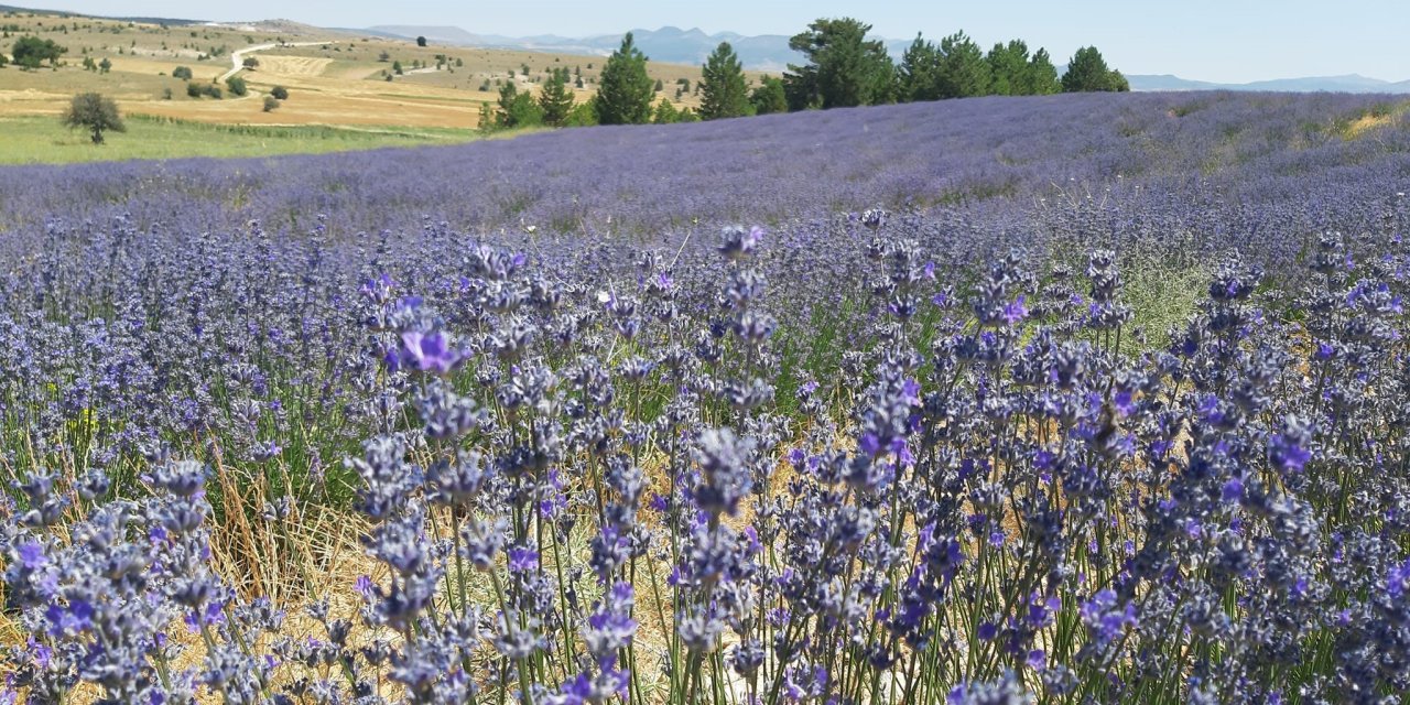 Konya’da çorak topraklar lavanta ile mor renge büründü