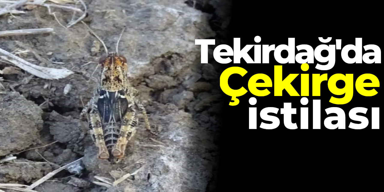 Tekirdağ'da Çekirge İstilası: 3 bin dekar arazi ilaçlandı