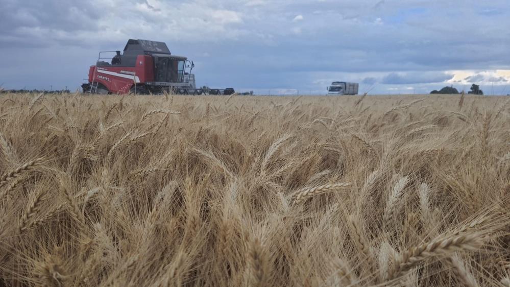 Konya'da Halis Ekmeklik Buğday çeşidinde yüksek verim elde edildi