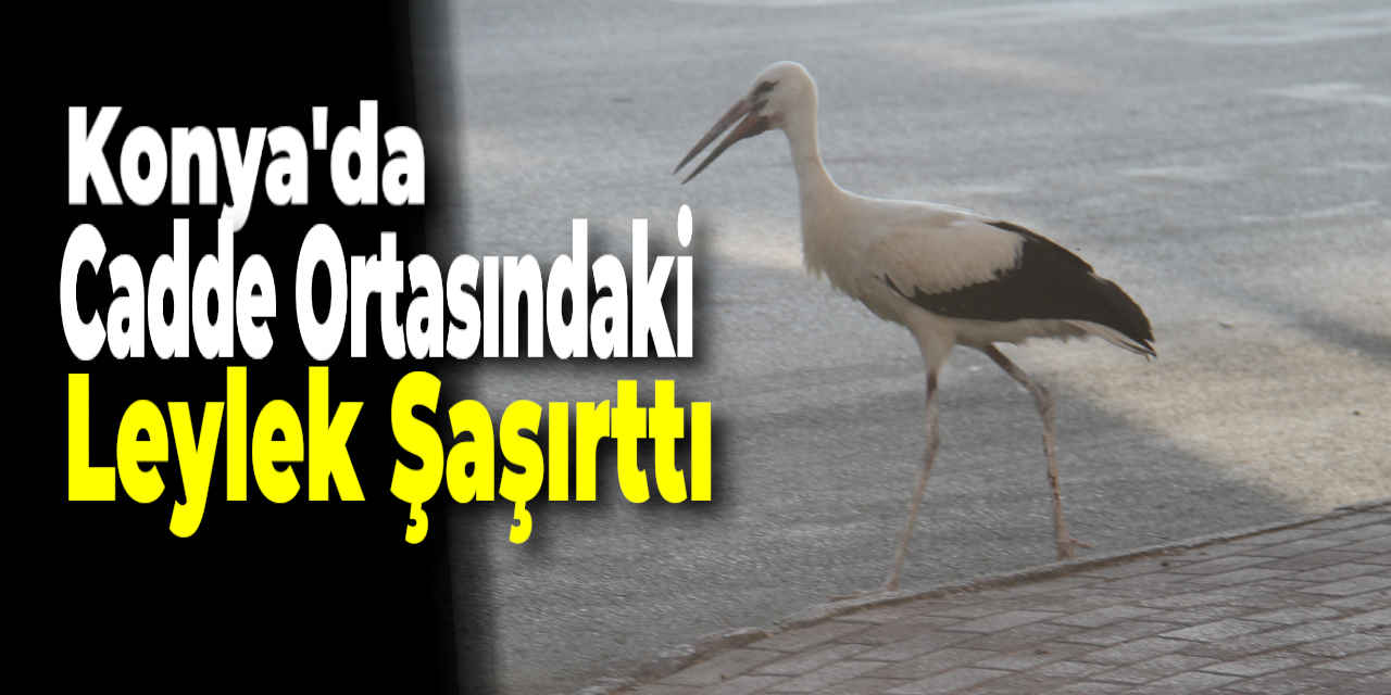 Konya'da Cadde Üzerindeki Leylek Şaşırttı