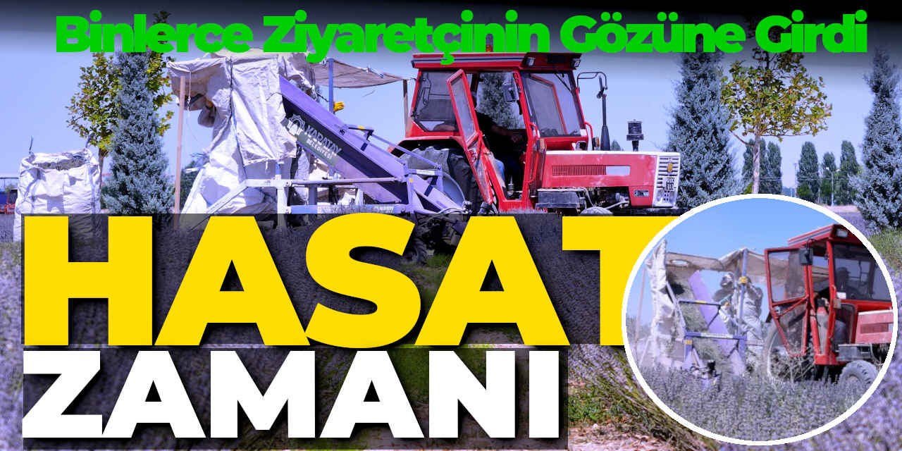 Binlerce Ziyaretçinin Gözüne Girdi Şimdi Hasat Ediliyor