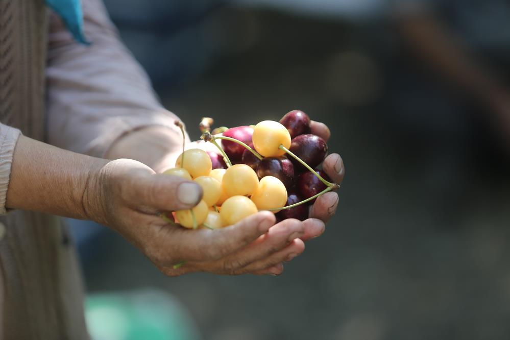 'Napolyon' kirazı yüzleri güldürdü