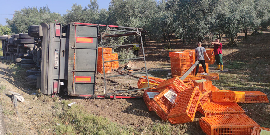 Zeytinliğe devrilen tırdaki tavuklardan bazıları telef oldu