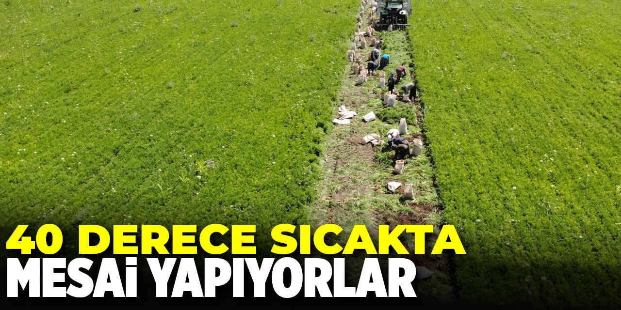 Ekmek Parası için 40 Derecede Tarlada Mesai