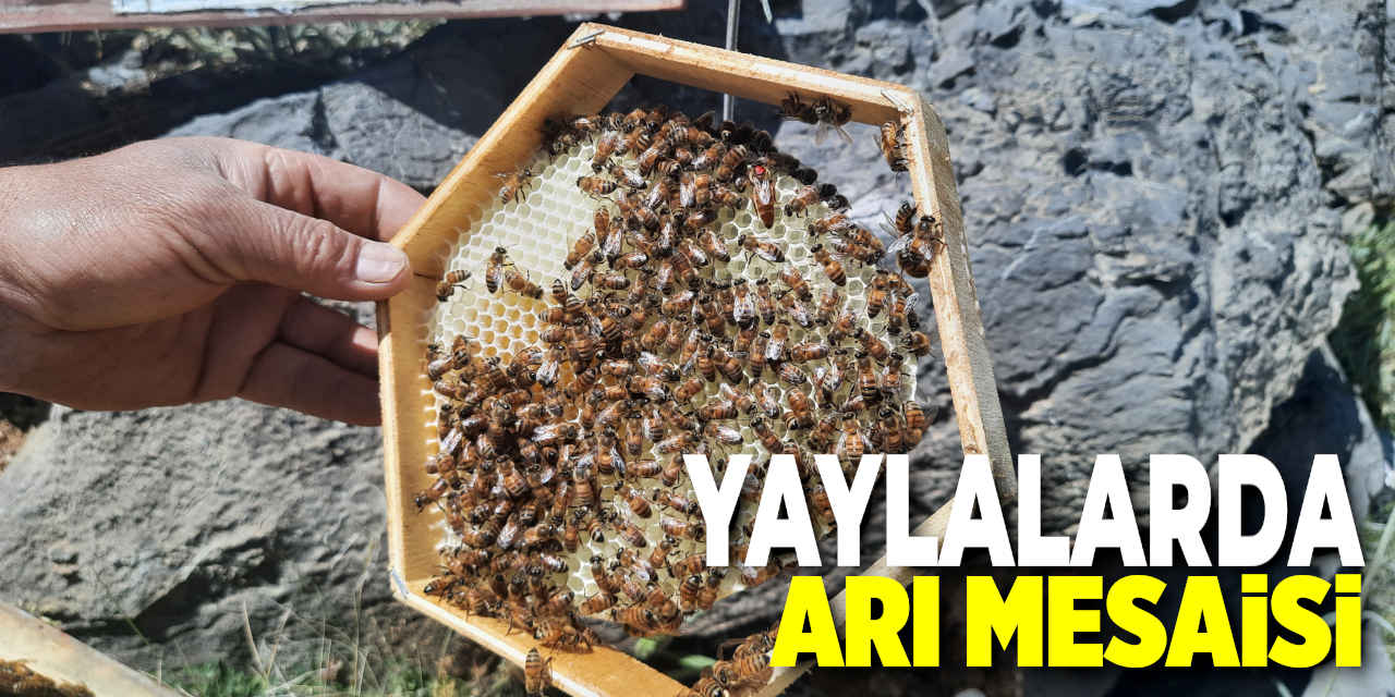 2 Bin 500 Rakımda Aile Boyu Arı Mesaisi