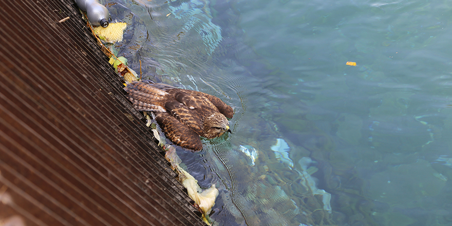 Bitkin halde bulunan şahin yavrusu tedaviye alındı