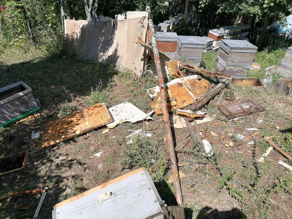 Aç kalan ayı köye indi