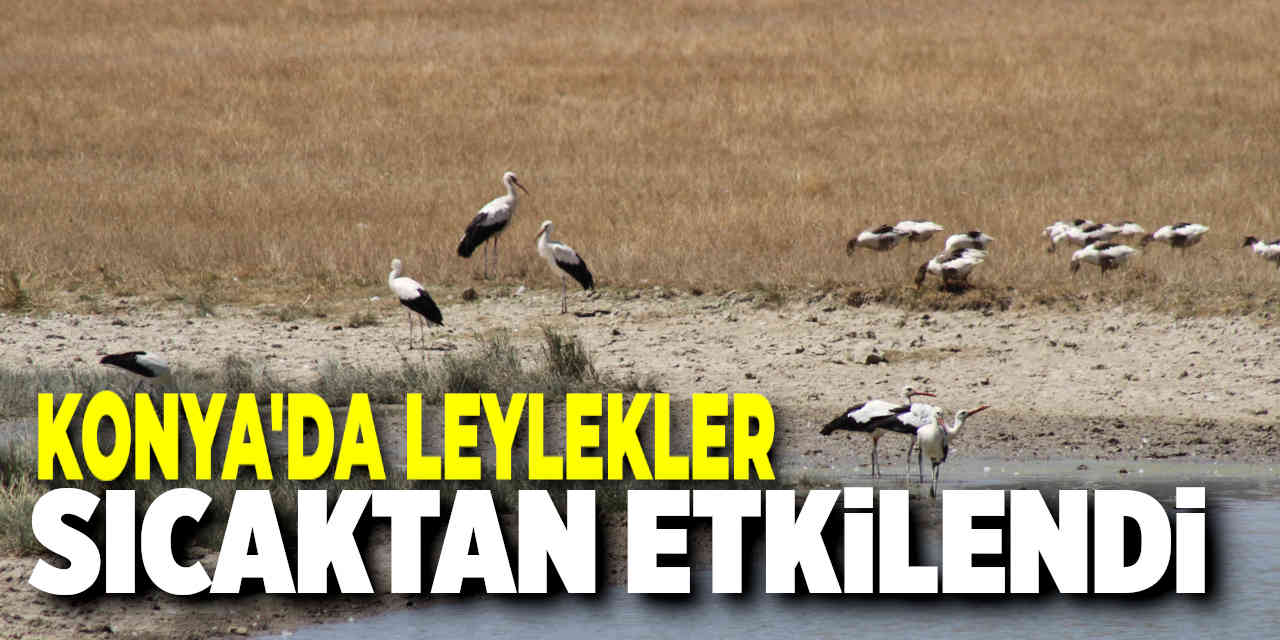 Konya'daki Sıcaktan Leylekler de Etkilendi