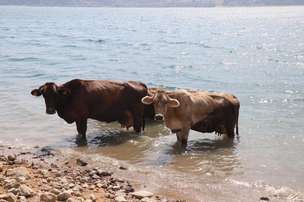 Bolu’da ineklerin serinleme keyfi