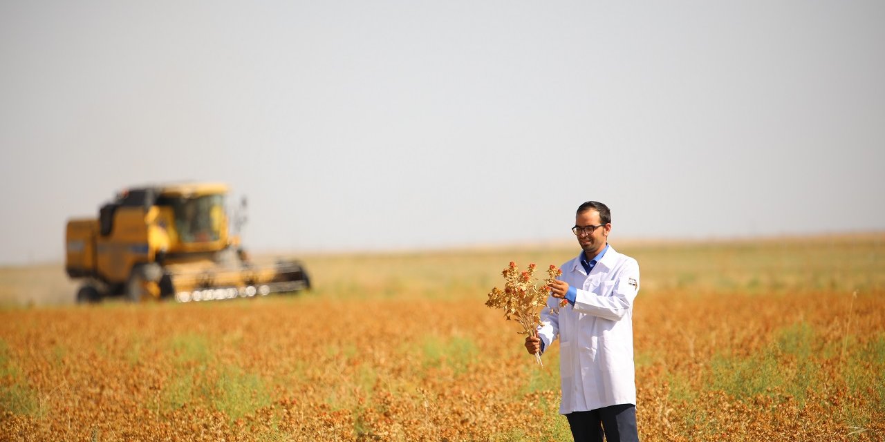 Konya Büyükşehir Yağlık Aspir Hasadını Yaptı