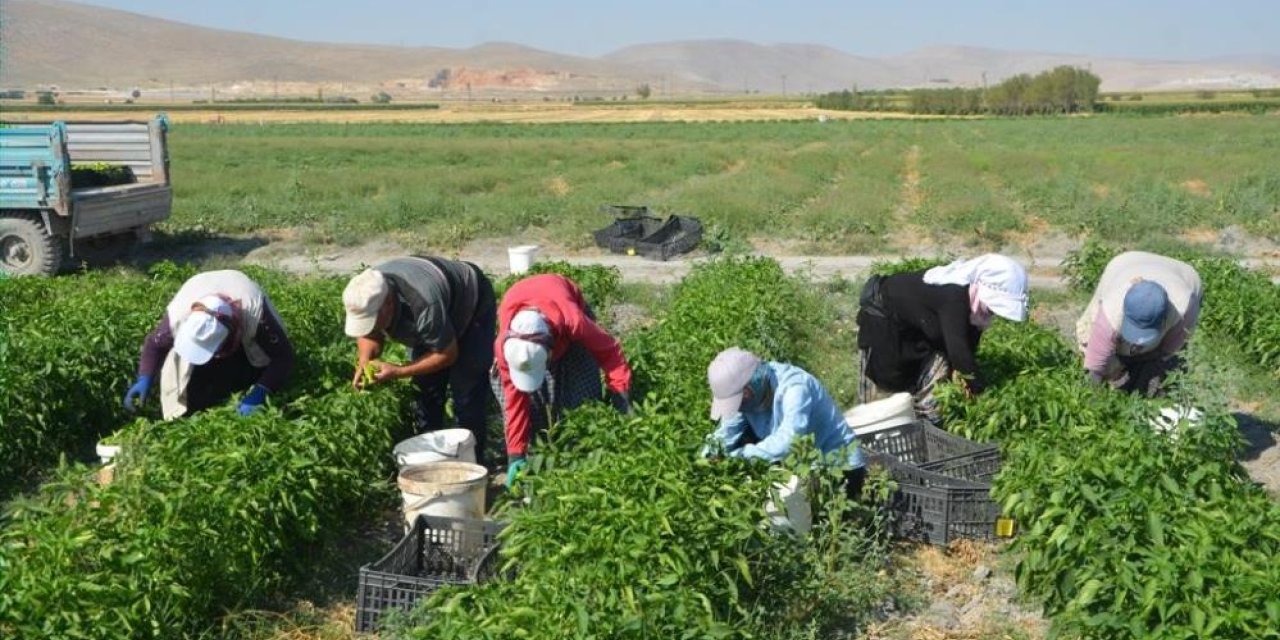 Adabağ’da üretilen organik ürünler tarladan direkt halka ulaşıyor