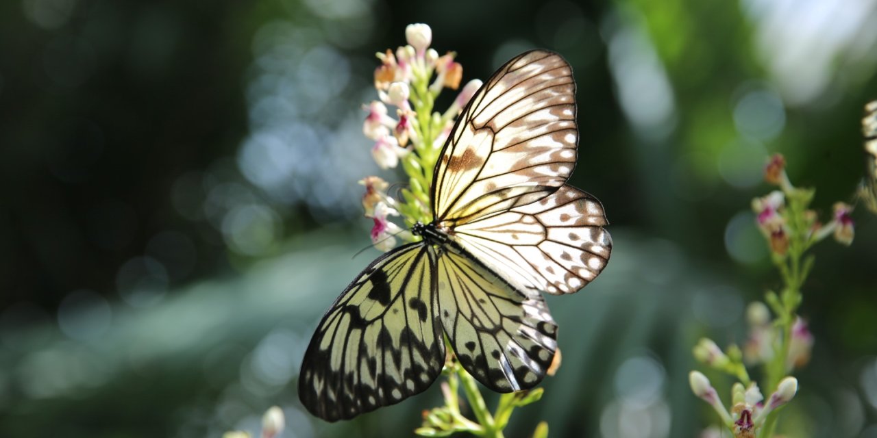 Ziyaretçi Sayısındaki Yeni Rekoruyla Dikkat Çekti