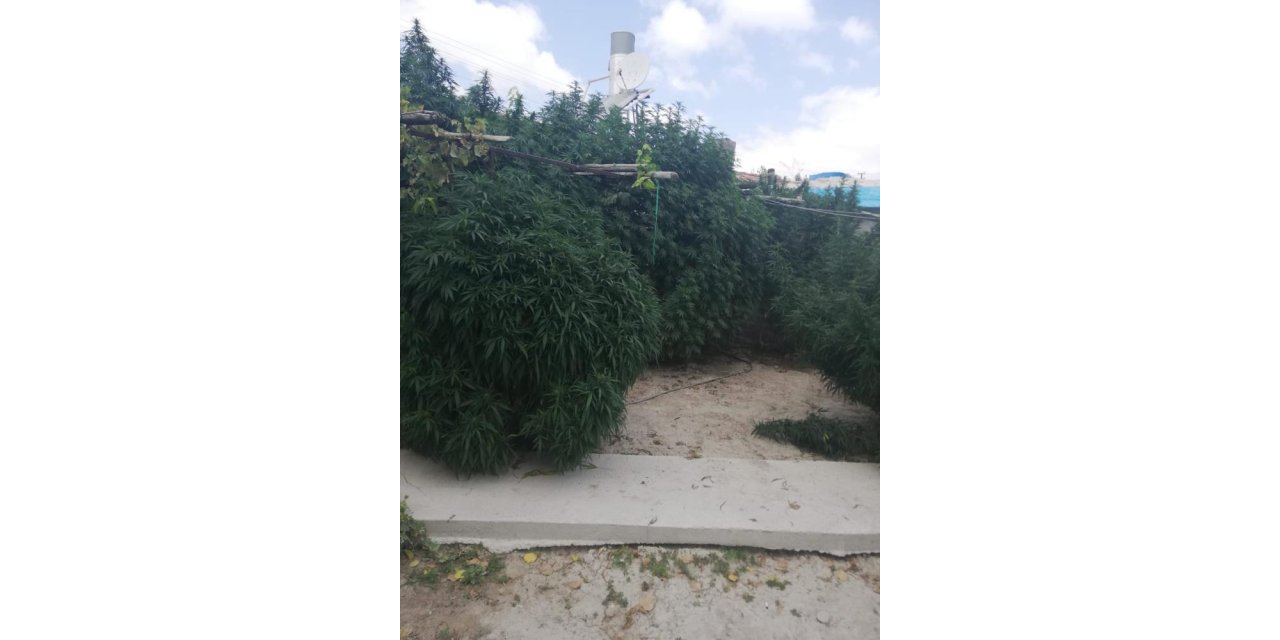 Konya Karapınar’da 31 kök Hint keneviri ele geçirildi