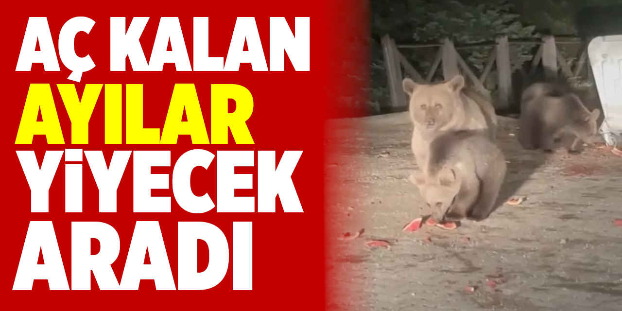 Aç kalan ayılar çöpte yiyecek aradı