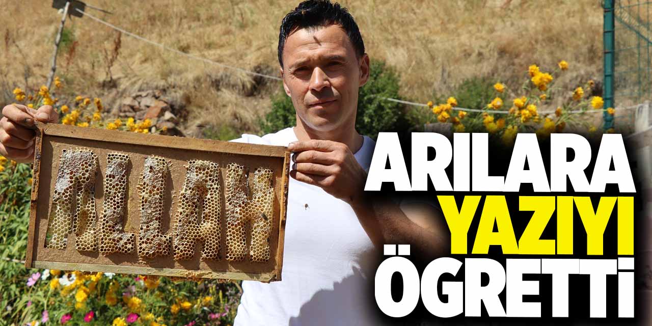 Arılara yazmayı öğretti